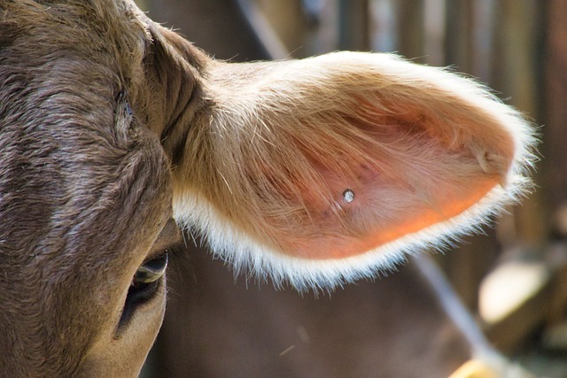 Picture of cows ear