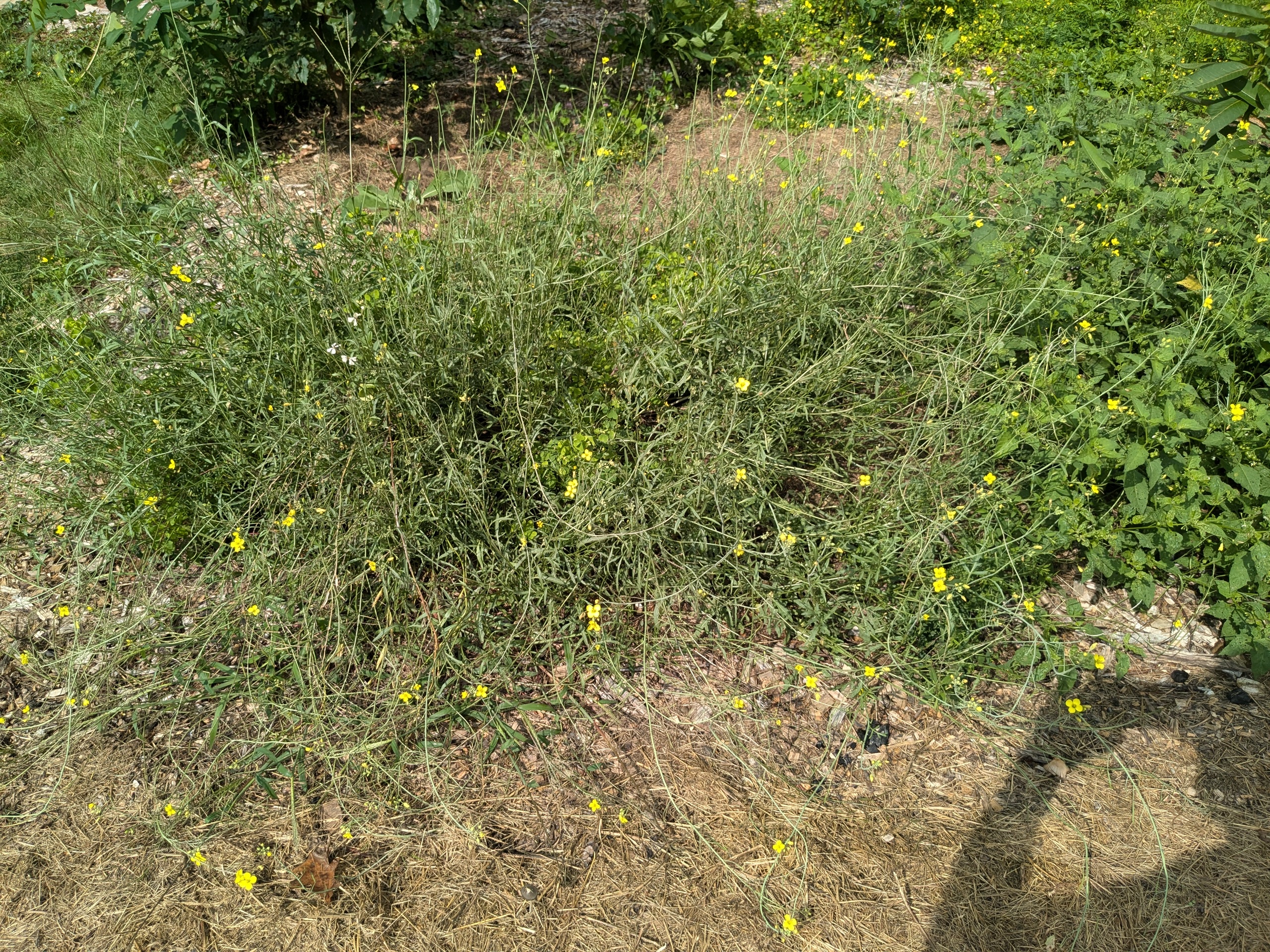 Alt text: an admittedly messy garden bed of various brassicas is being worked by bees, with the goal of having a self seeding salad patch