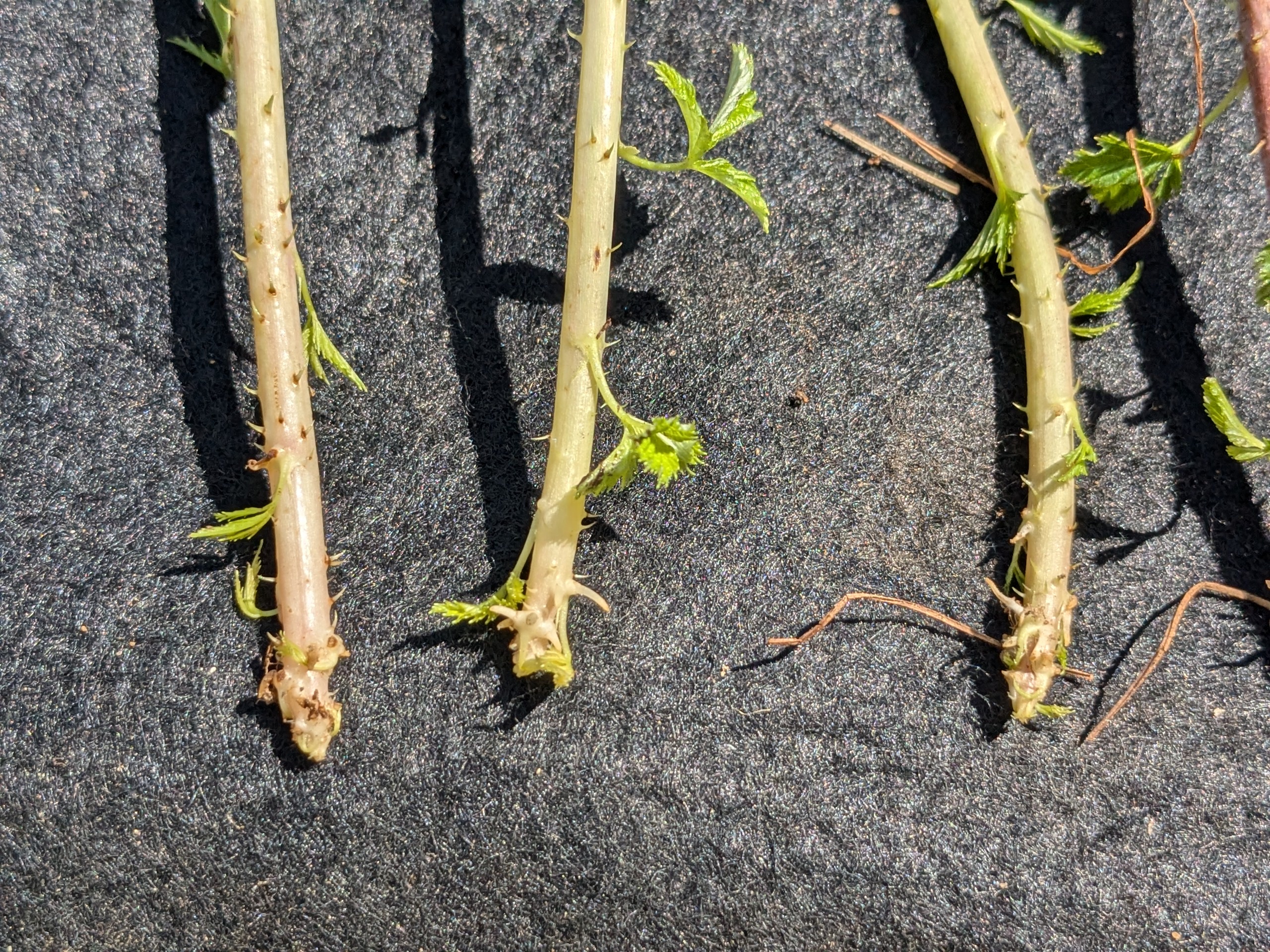 A close up view of the beginning of root differentiation. On the left is the growth tip with little development. The middle individual has begun sprouting roots but is still developing leaves as well, while the individual on the right has considerably more root development than leaf.