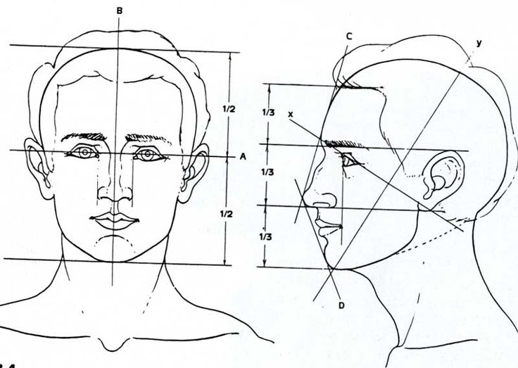 face proportions