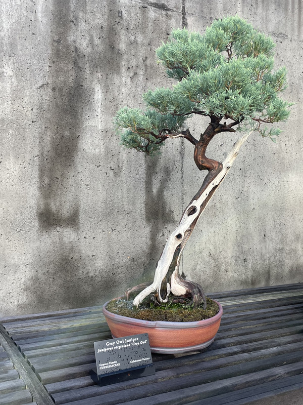 bonsai tree blended from one live and one dead tree