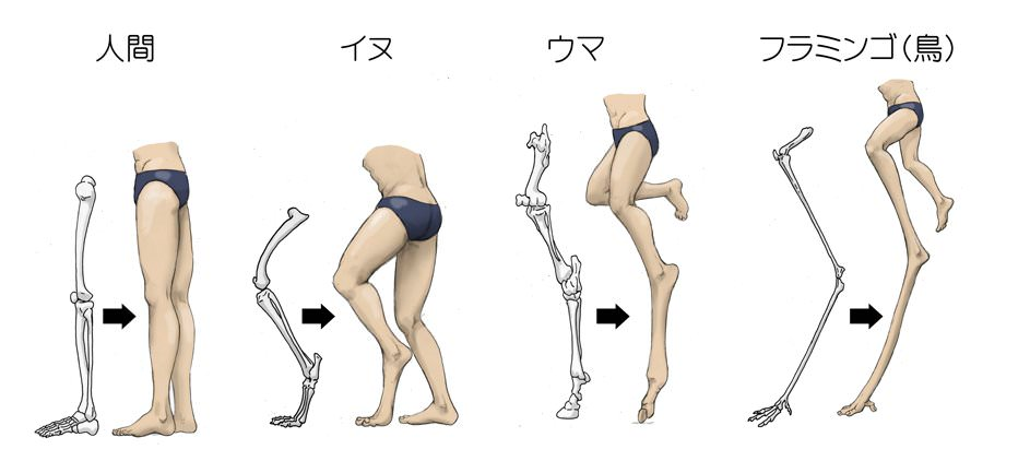 Diagram depicting various leg types as human legs.