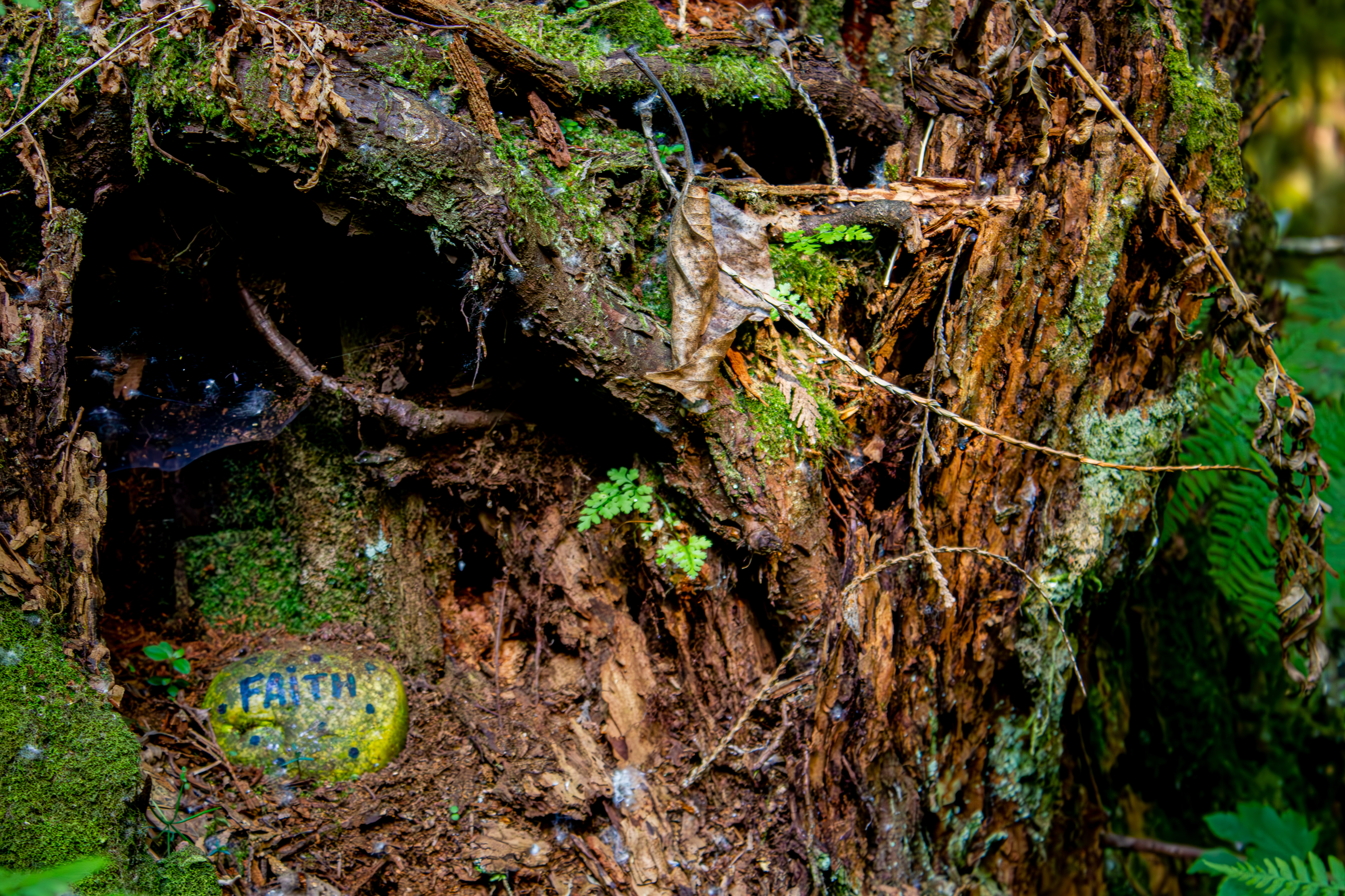 A close up picture of a Tree stump with moss growing on it. In the tree stump, there is an opening with a rock placed inside. The rock is painted green with blue dots. The word "FAiTH" is painted in the centre of the rock in the same blue colour. The picture was taken somewhere along the Quibble Creek Trail in the Green Timbers Urban Forrest in Surrey