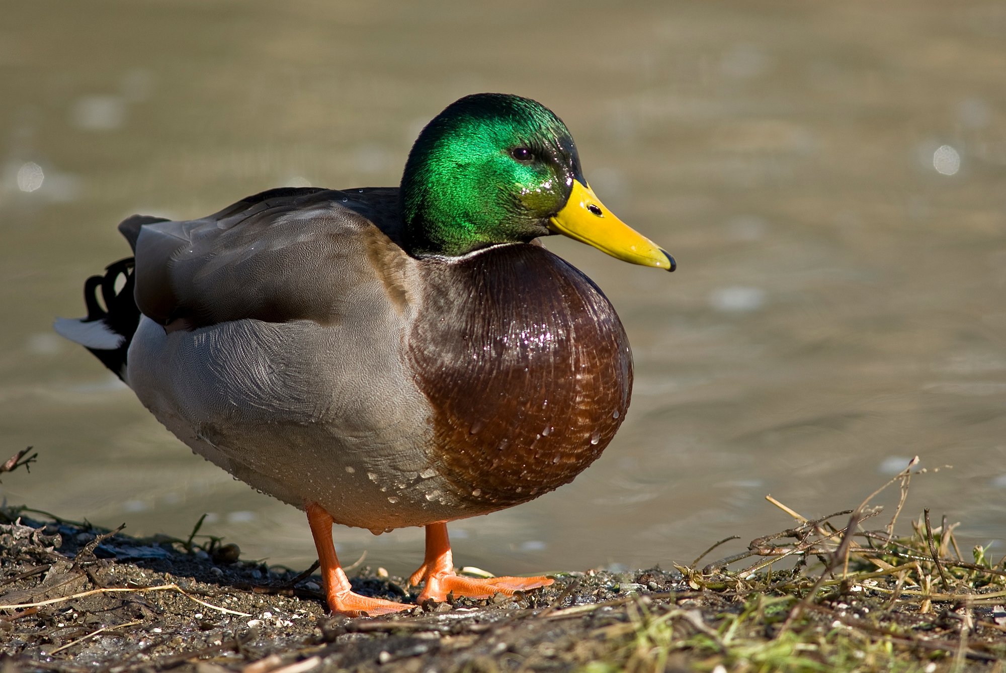 duck-1213776181(1)