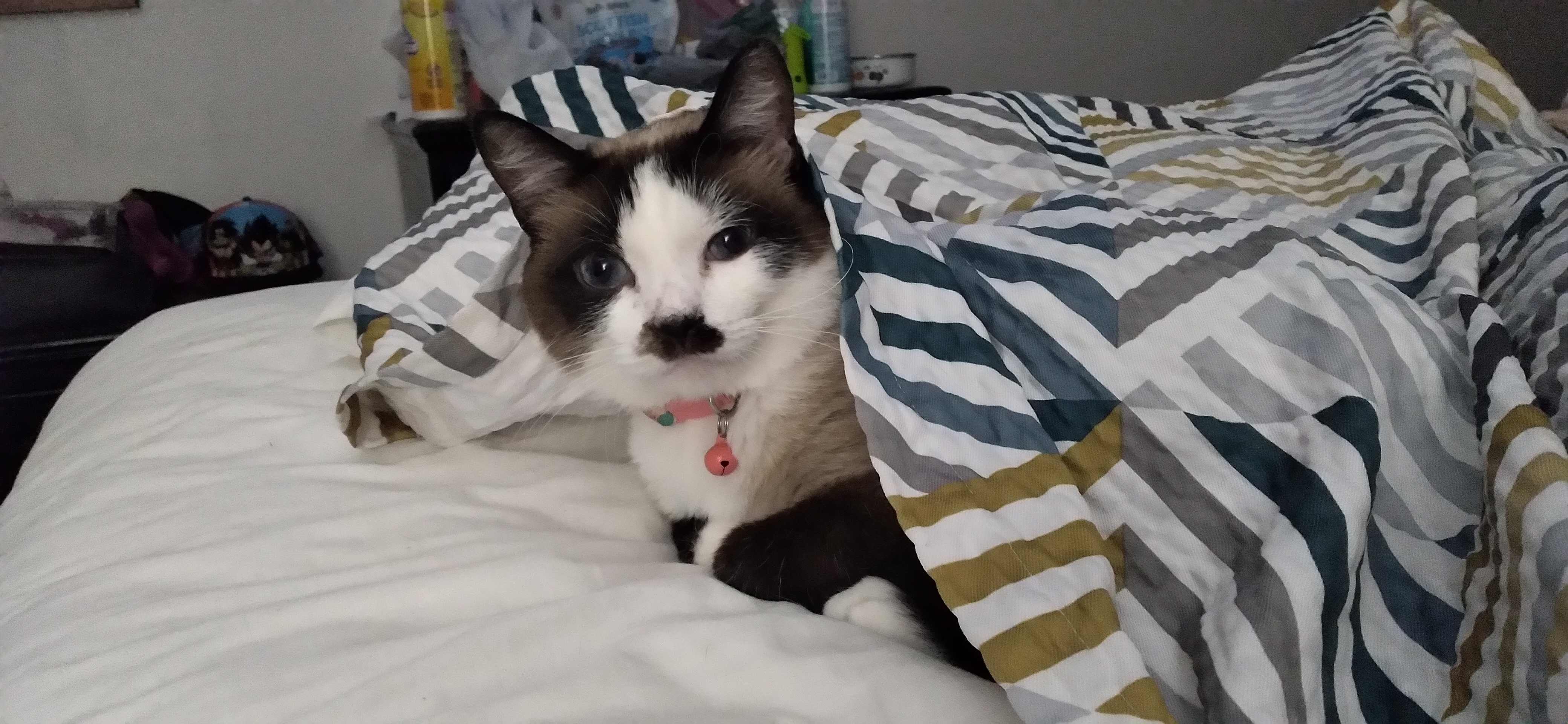 Kitler has entered the chat