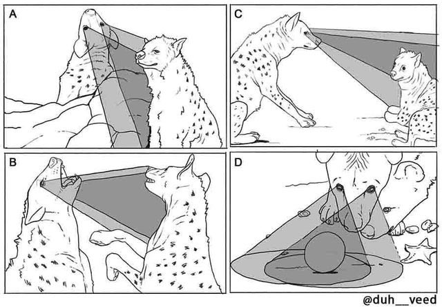 a hyena looks around with cones coming out of their eyes representing it's vision