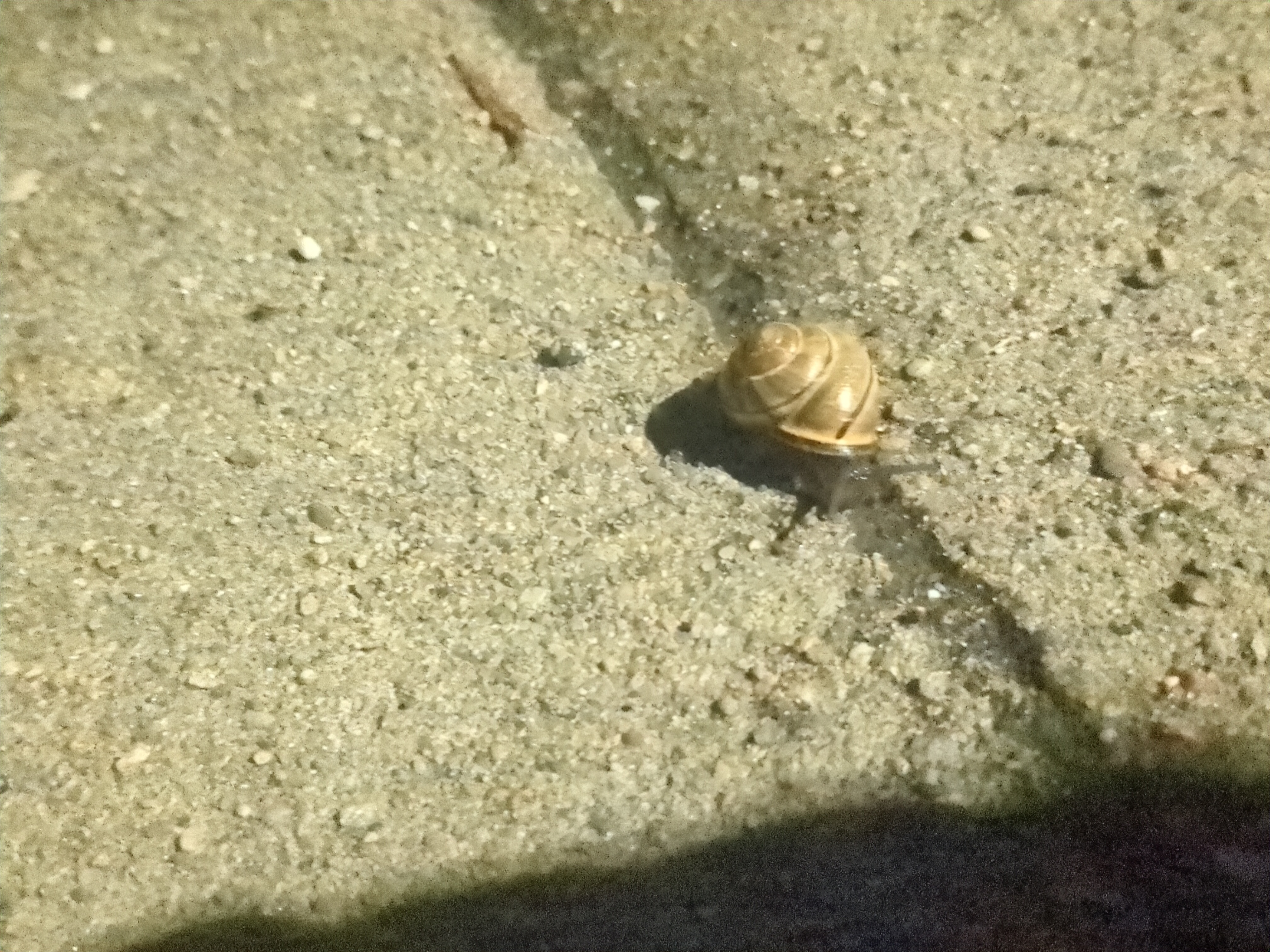 The picture shows a snail.