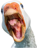 honk-enraged