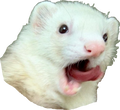 ferret-poggers